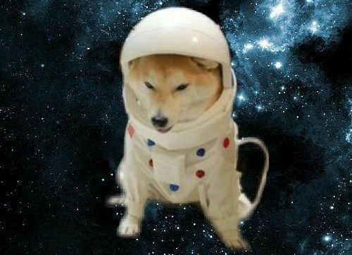 Ethernaut doge picture